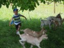 A boy herding goats